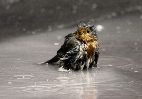 singing in the rain